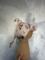 IMG_8041.jpeg